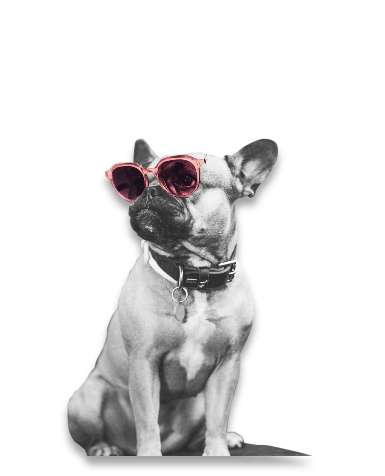 Bild eines Hundes